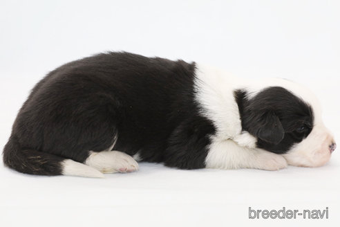 成約済の神奈川県のボーダーコリー-359955の5枚目